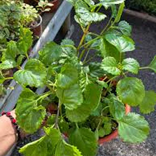 Plantas RV - Dólar verde tamaño M 