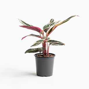 Plantas RV - Stromanthe triostar L