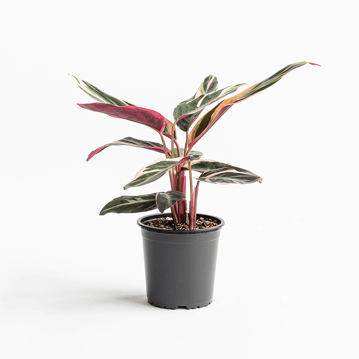 Plantas RV - Stromanthe triostar L 1