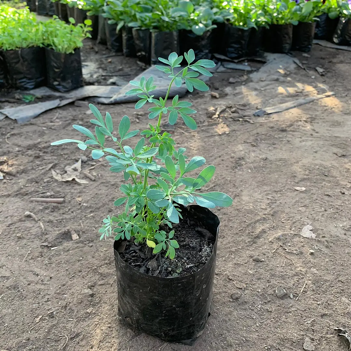 Plantas RV - Rudón tamaño S  1