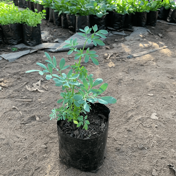 Plantas RV - Rudón tamaño S  1