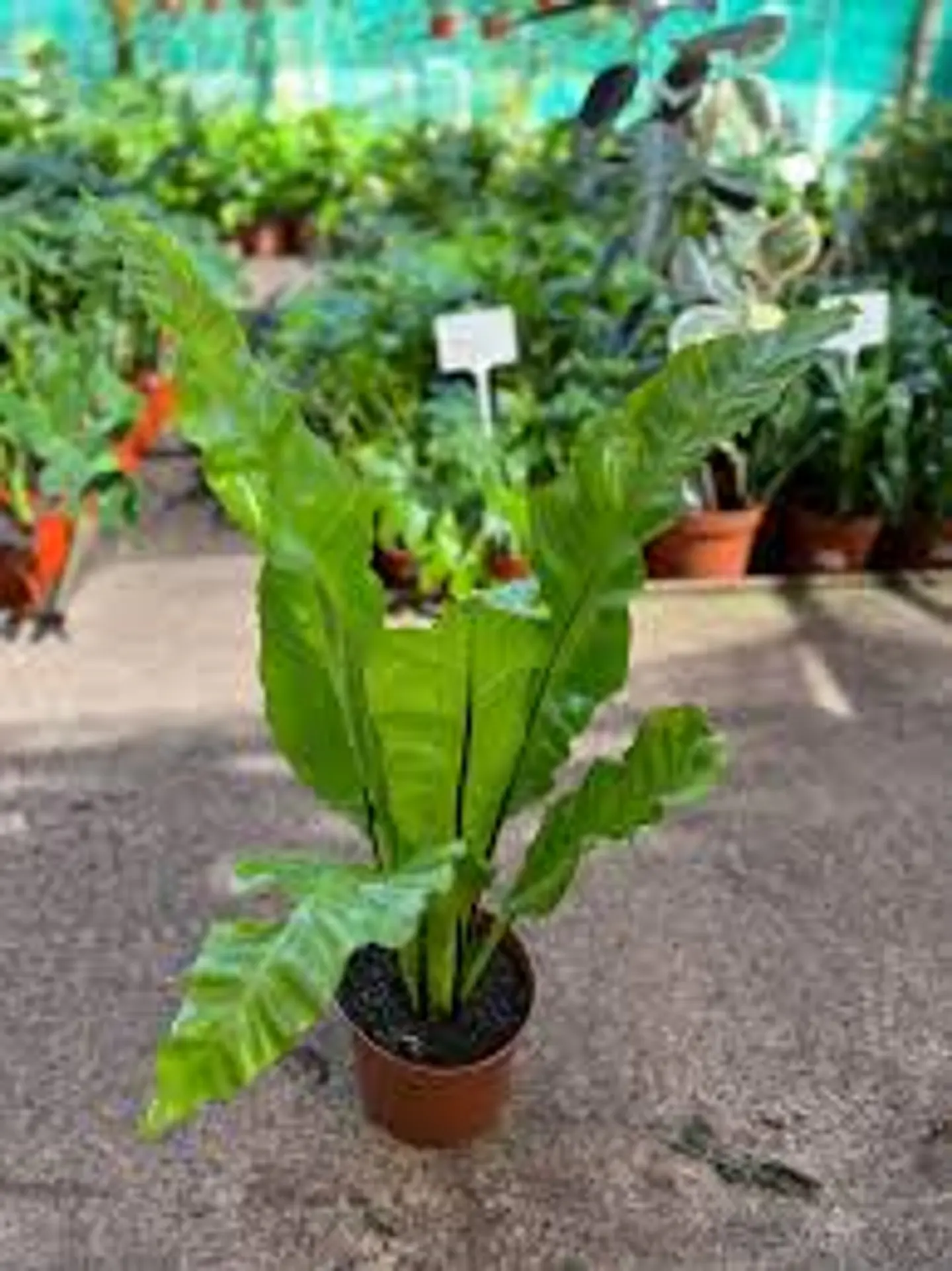 Plantas RV - Helecho Asplenium tamaño L  1