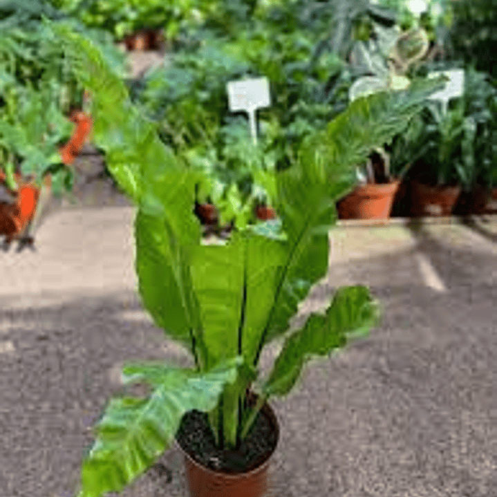 Plantas RV - Helecho Asplenium tamaño L  1