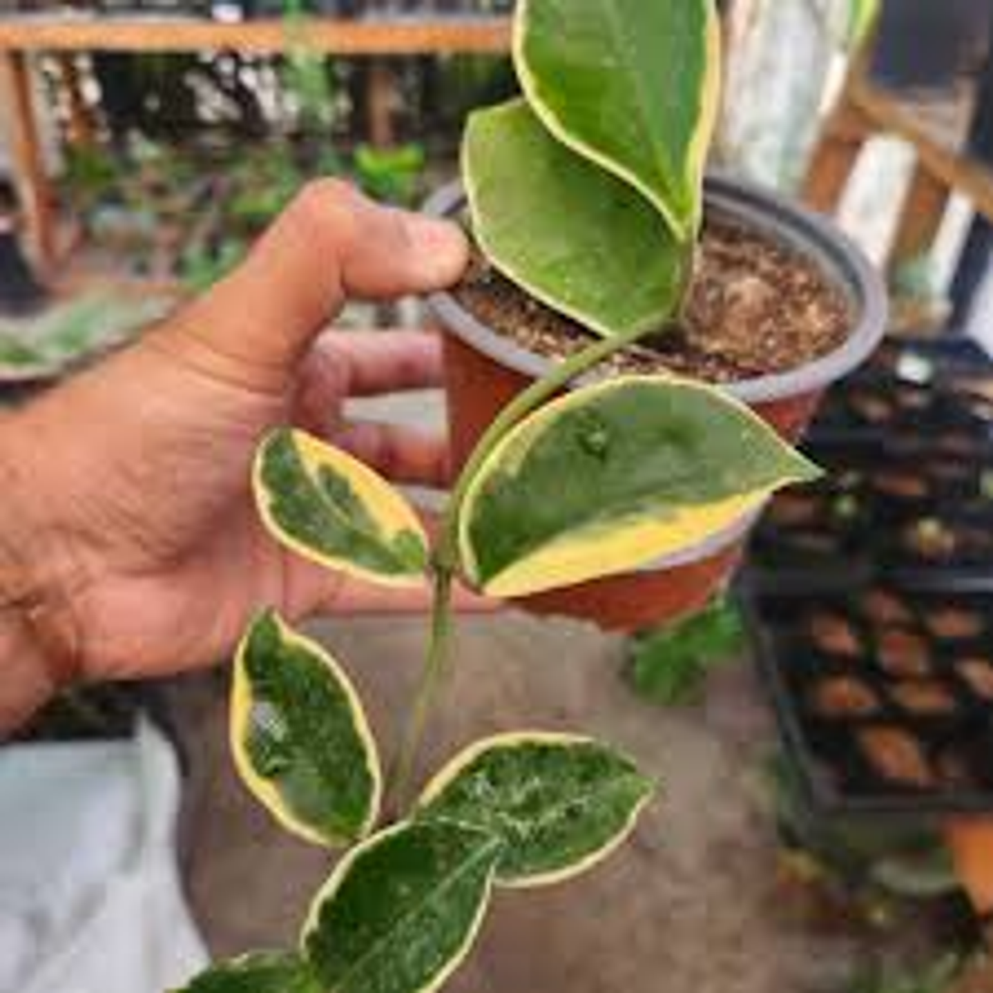 Plantas RV - Hoya Krimson  1