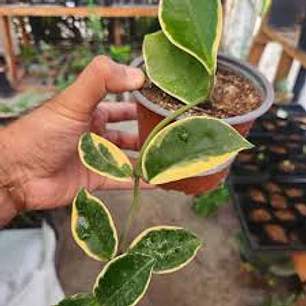 Plantas RV - Hoya Krimson 