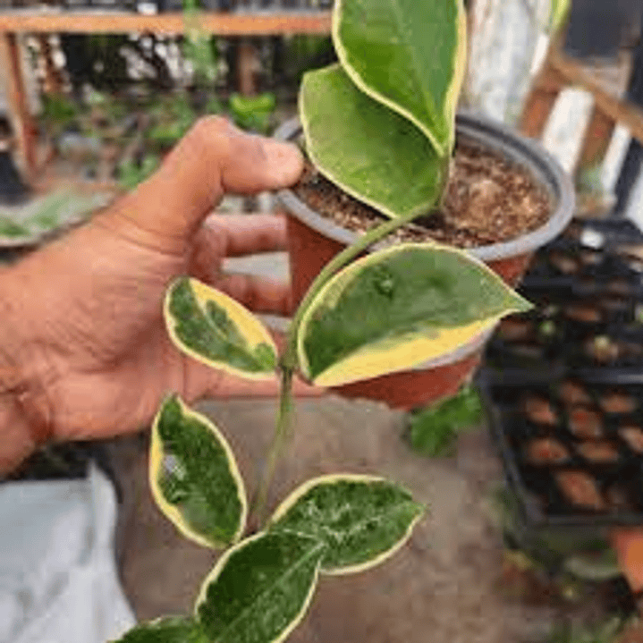 Plantas RV - Hoya Krimson  1