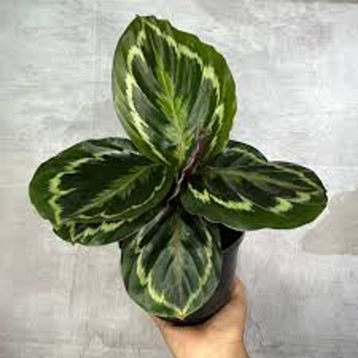 Plantas RV - Calathea Medallón  1