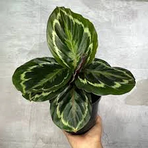 Plantas RV - Calathea Medallón 