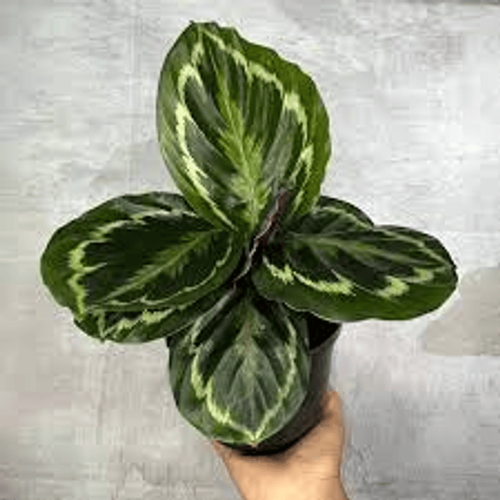 Plantas RV - Calathea Medallón  1