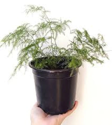 Plantas RV - Helecho plumoso tamaño S 