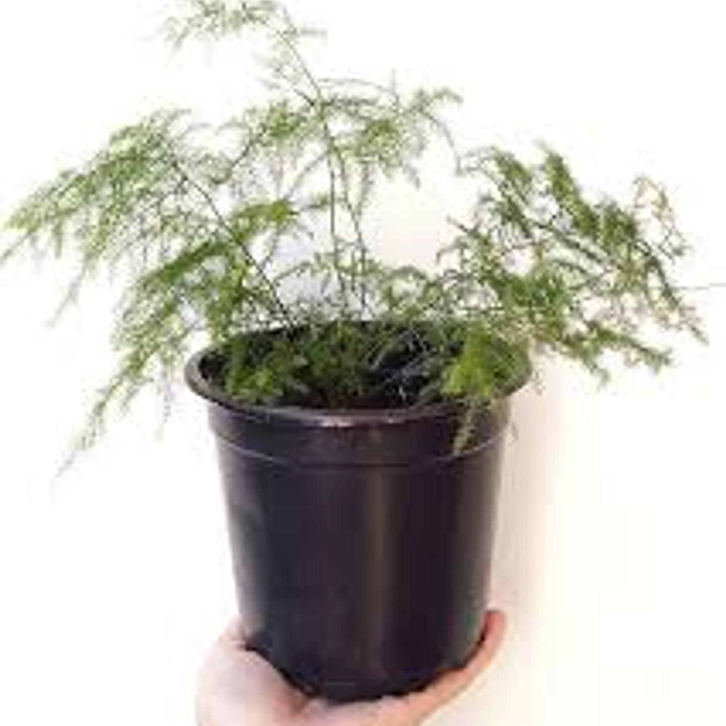 Plantas RV - Helecho plumoso tamaño S  1