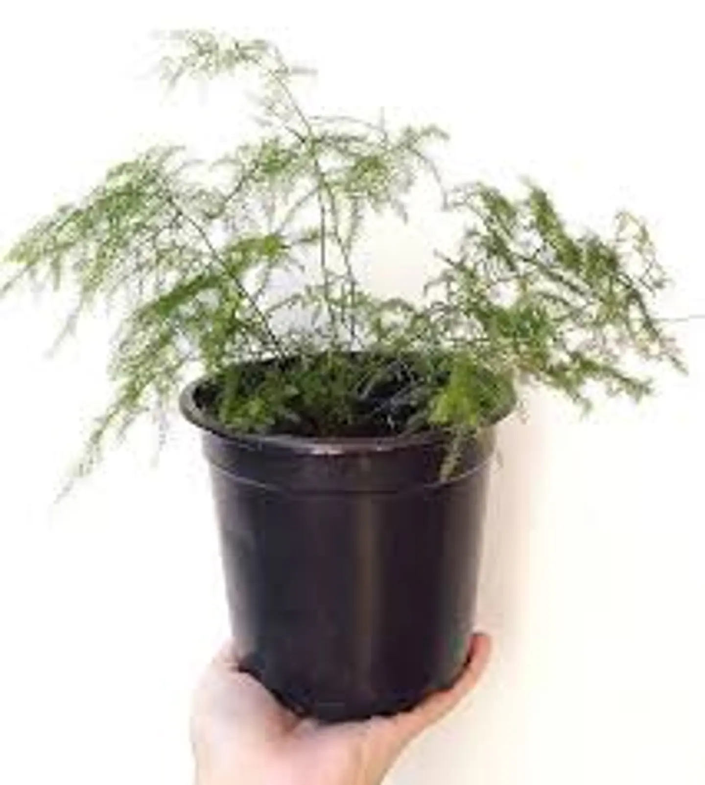 Plantas RV - Helecho plumoso tamaño S  1