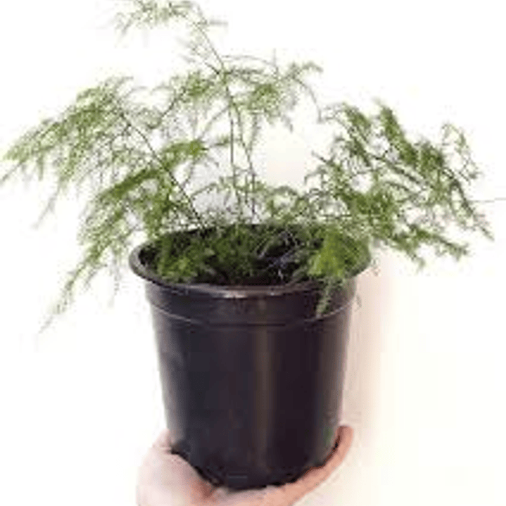 Plantas RV - Helecho plumoso tamaño S  1