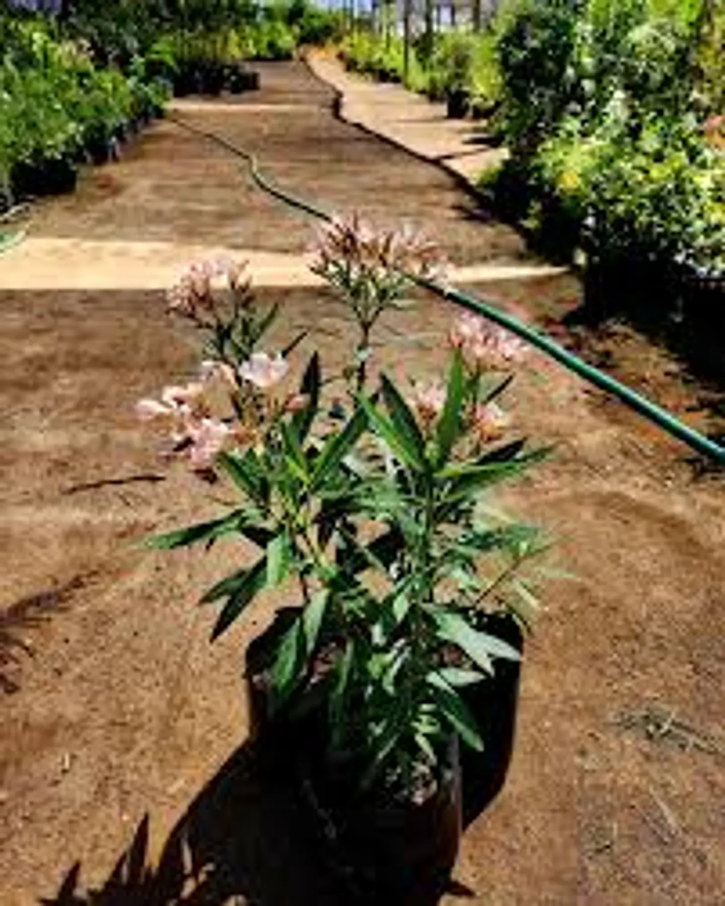 Plantas RV - Laurel enano de flor M  1