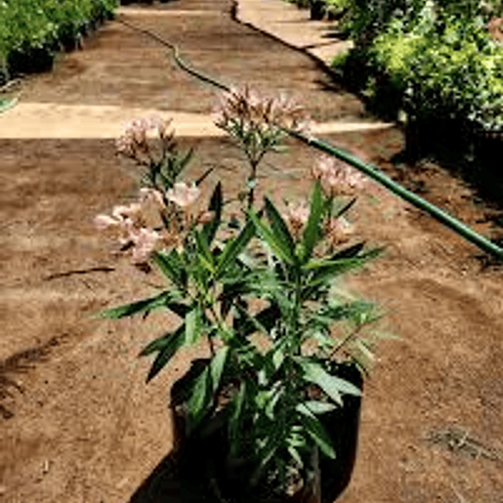 Plantas RV - Laurel enano de flor M  1