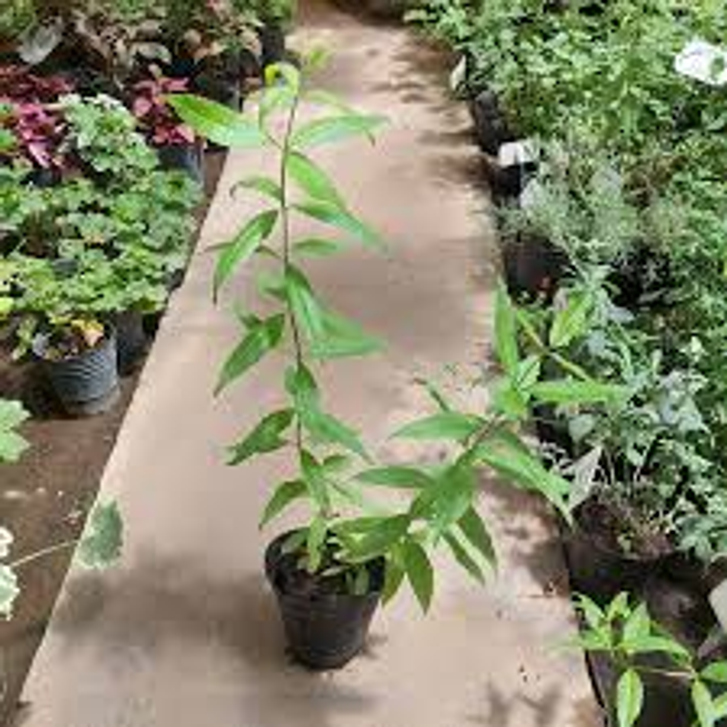 Plantas RV - Cedrón tamaño L  1