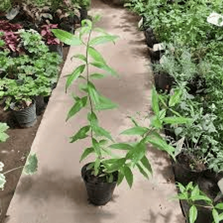 Plantas RV - Cedrón tamaño L  1