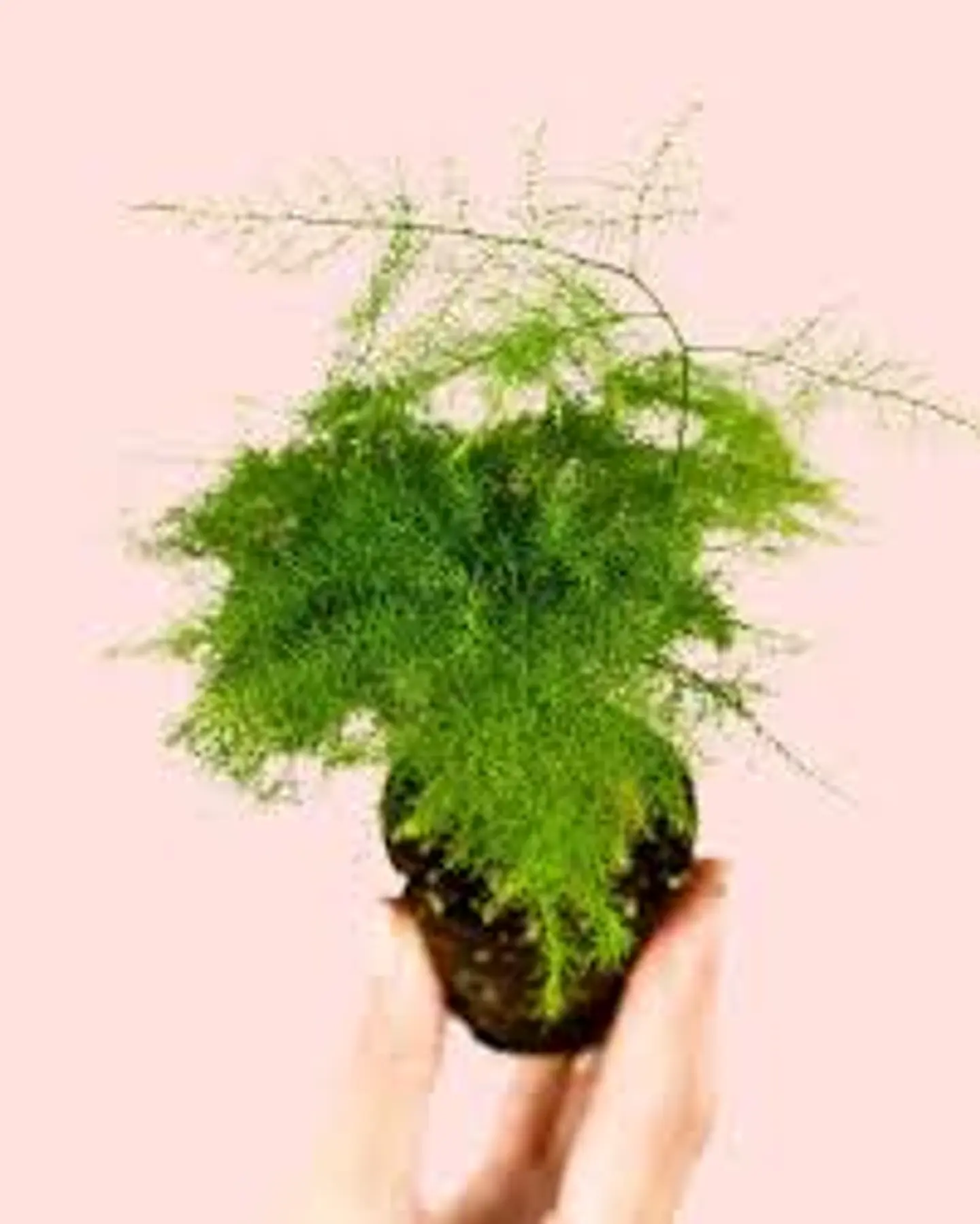 Plantas RV - Helecho plumoso XS  1