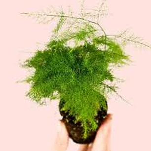 Plantas RV - Helecho plumoso XS 