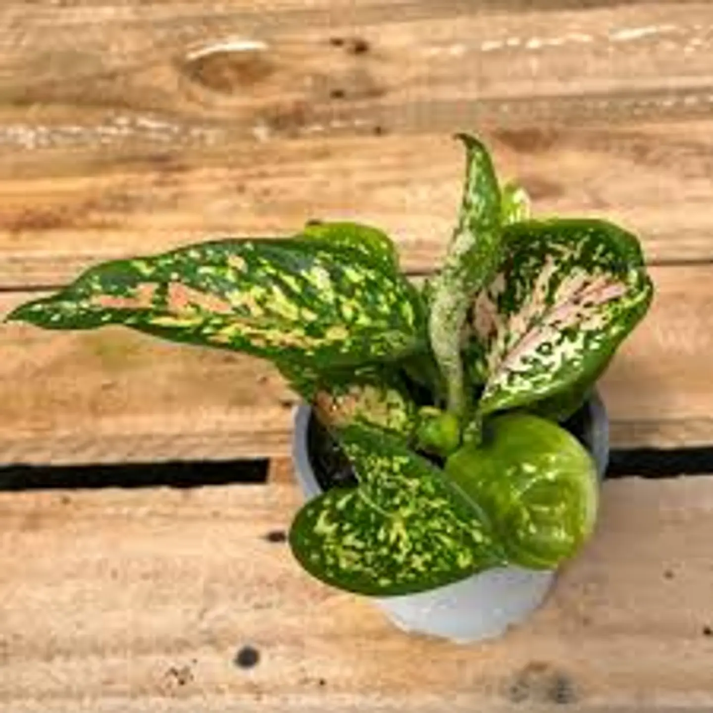 Plantas RV - Aglaonema Anyamane S  1