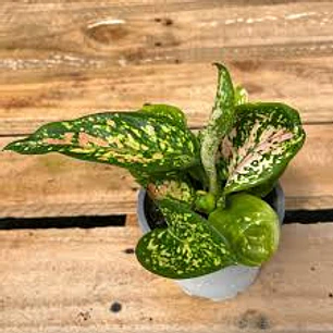 Plantas RV - Aglaonema Anyamane S 