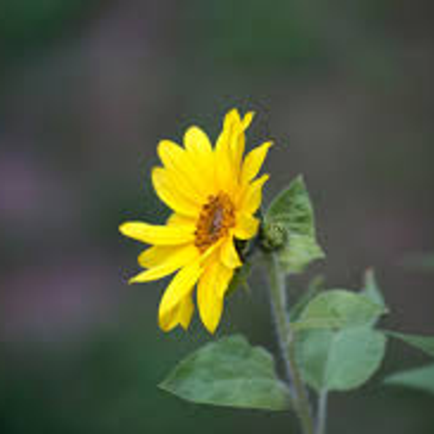 Plantas RV -  Girasol  1