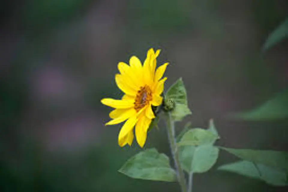 Plantas RV -  Girasol  1