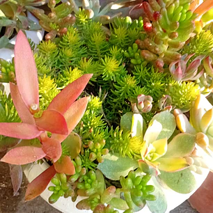 Plantas RV - Arreglo Suculenta tamaño M 