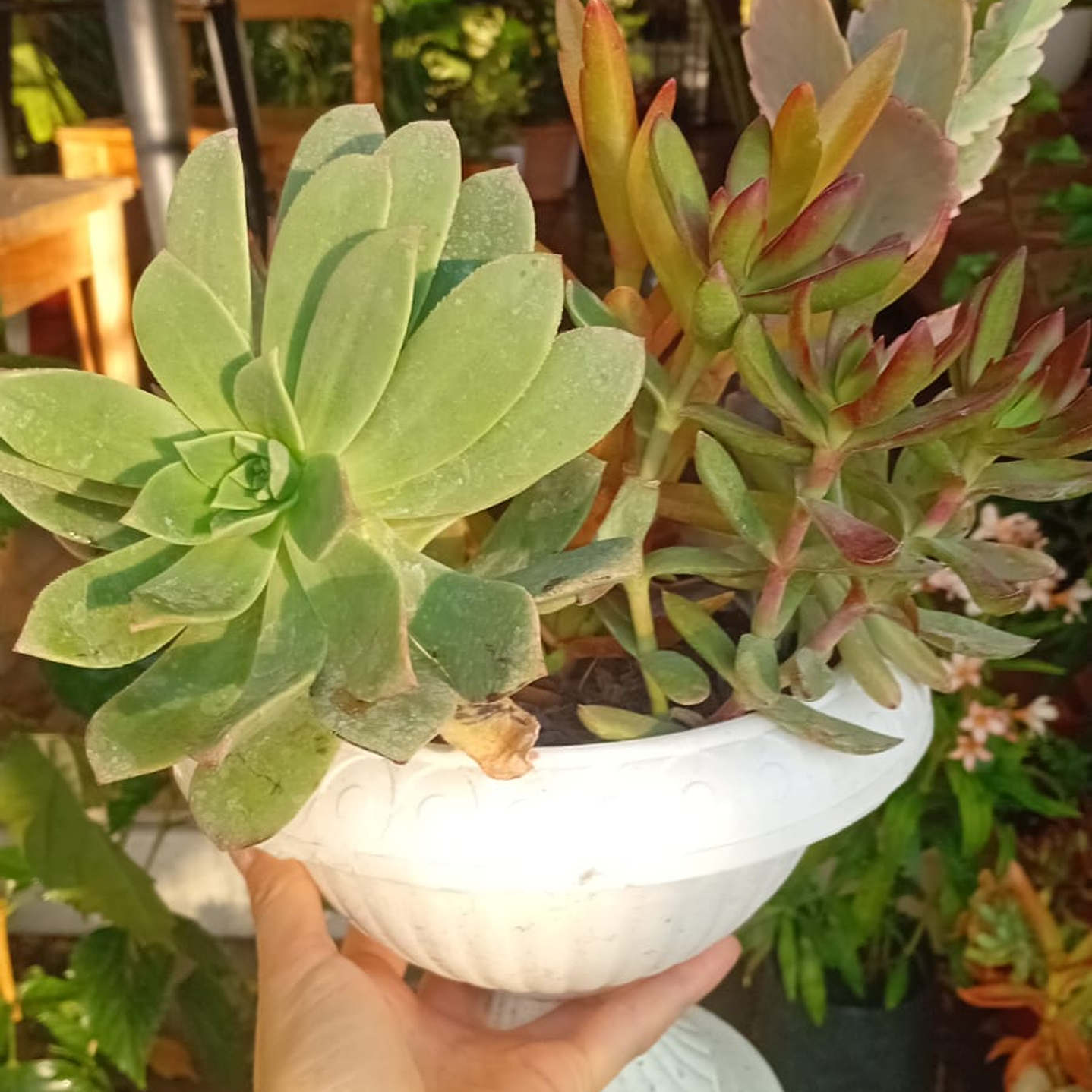 Plantas RV - Arreglo Suculenta tamaño M  2