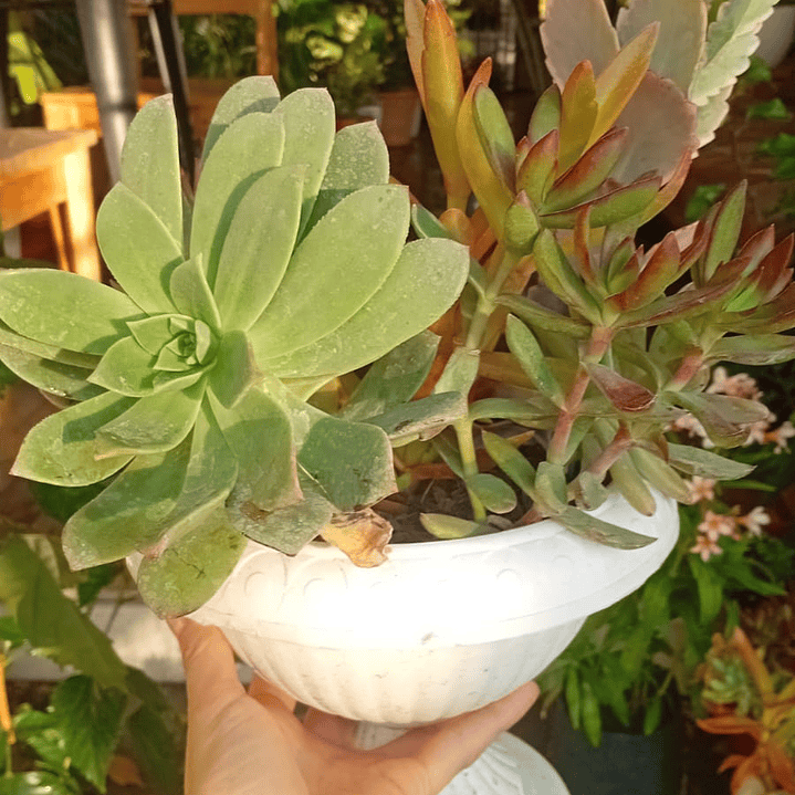 Plantas RV - Arreglo Suculenta tamaño M  2