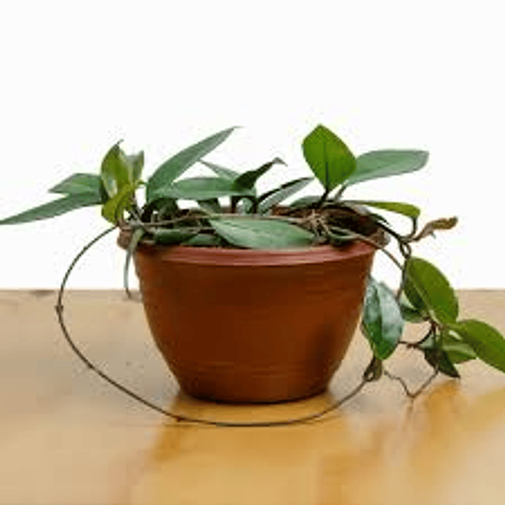 Pantas RV - Clepia  1