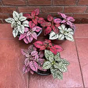 Plantas RV - Hypoestes dos colores tamaño M 