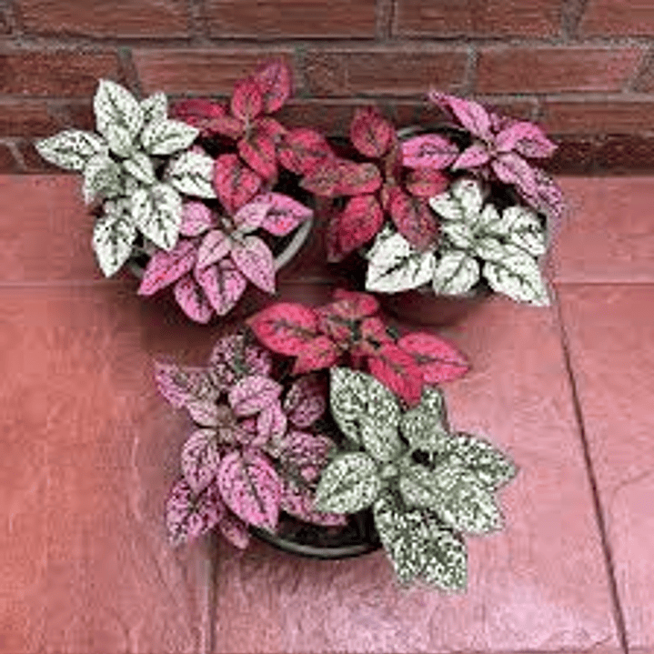 Plantas RV - Hypoestes dos colores tamaño M  1