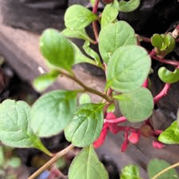 Plantas RV - Dólar Chaucha  1