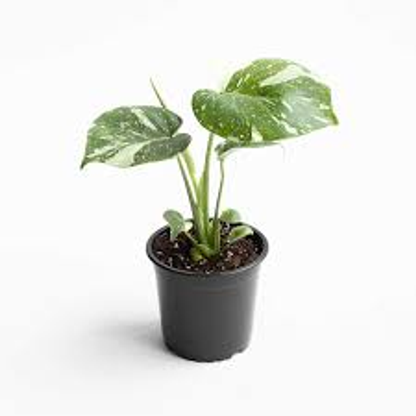 Plantas RV - Monstera Thai Constellation M  1