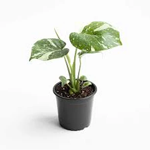 Plantas RV - Monstera Thai Constellation M 