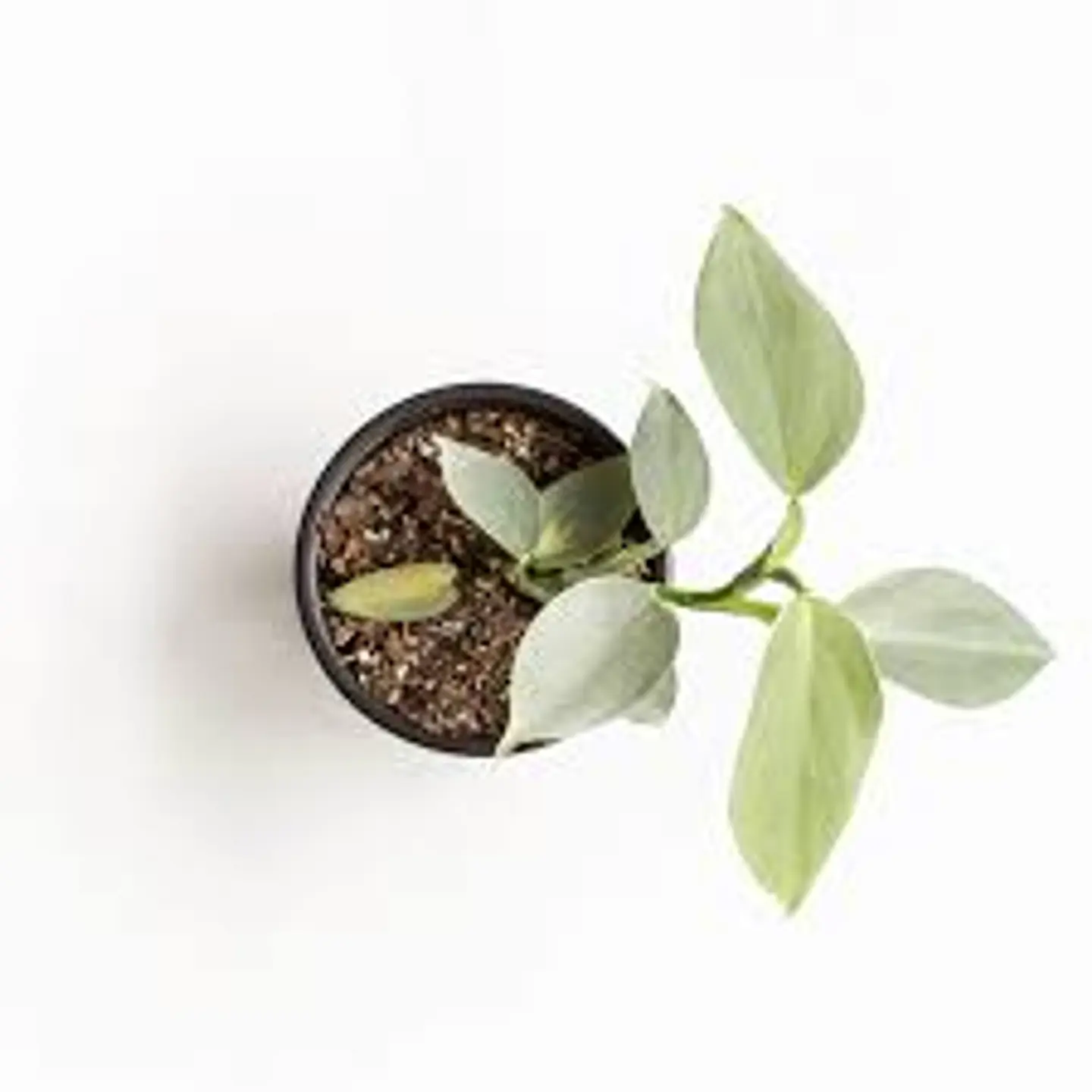 Plantas RV - Filodendro Silver  M  1