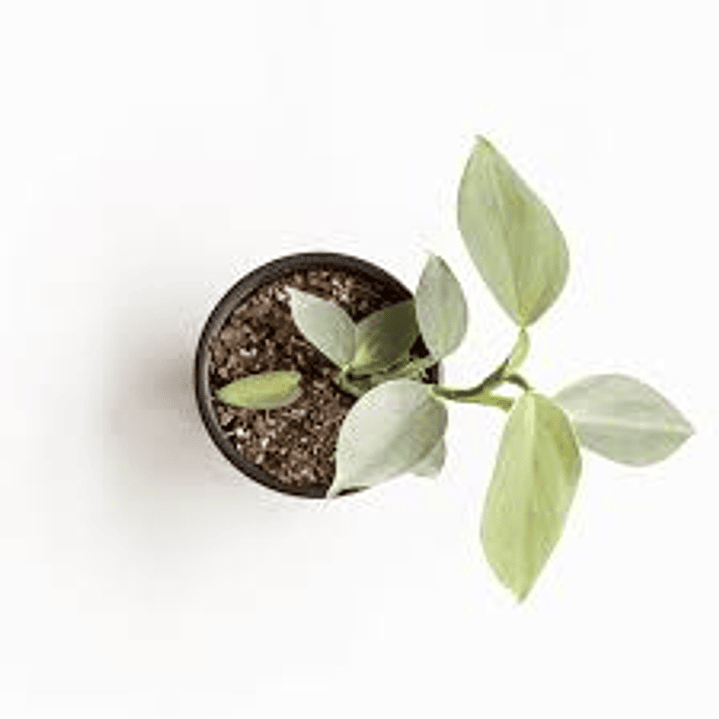 Plantas RV - Filodendro Silver  M  1