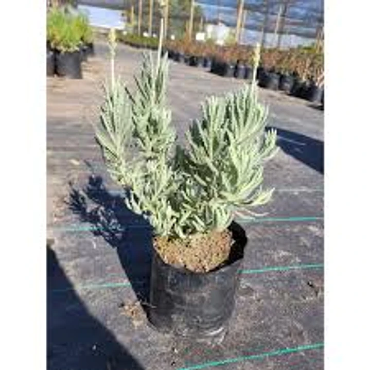 Plantas RV - Lavanda Inglesa tamaño M  1