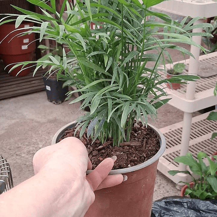 Plantas RV - Chamadorea tamaño S  1