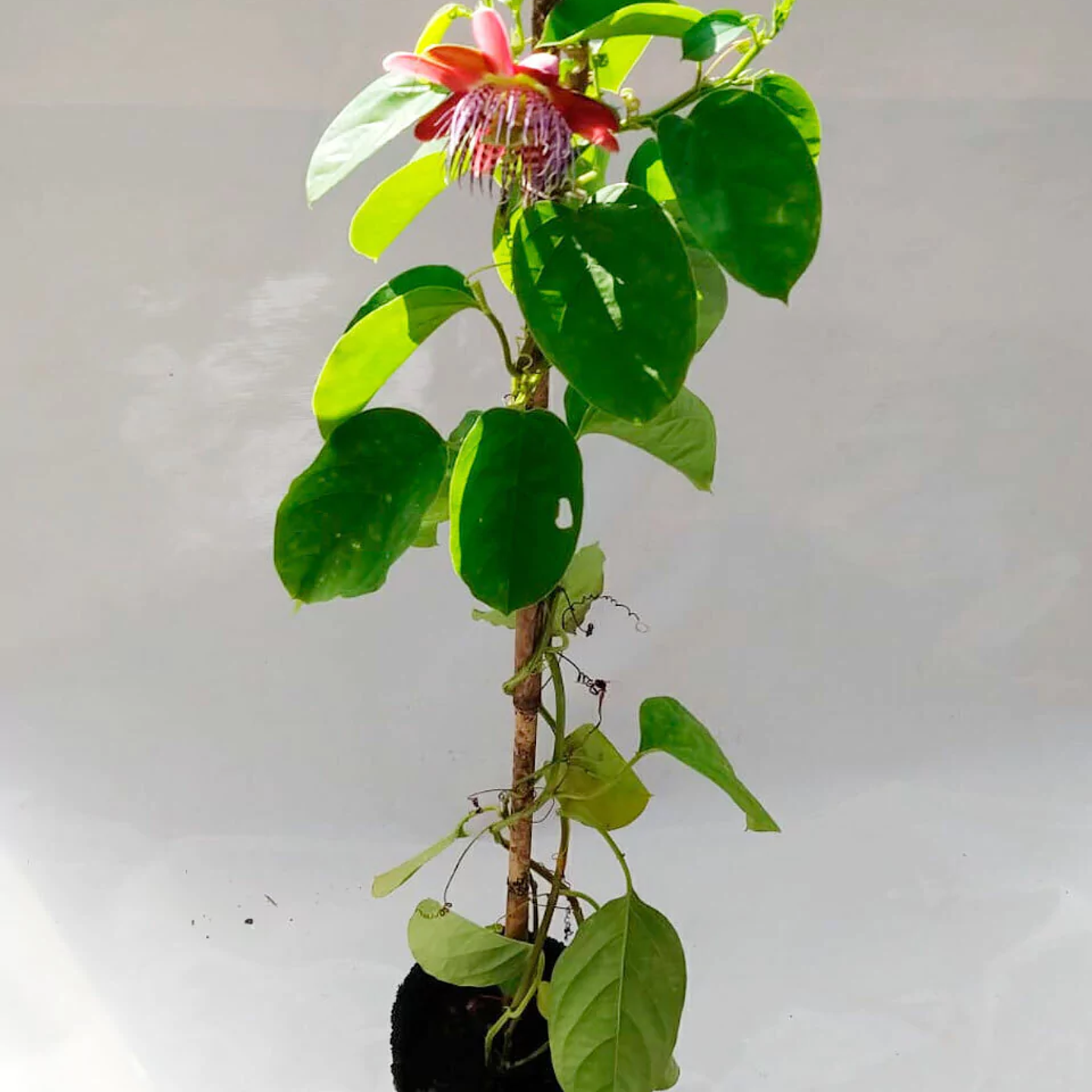 Plantas RV - Passiflora Alata  1