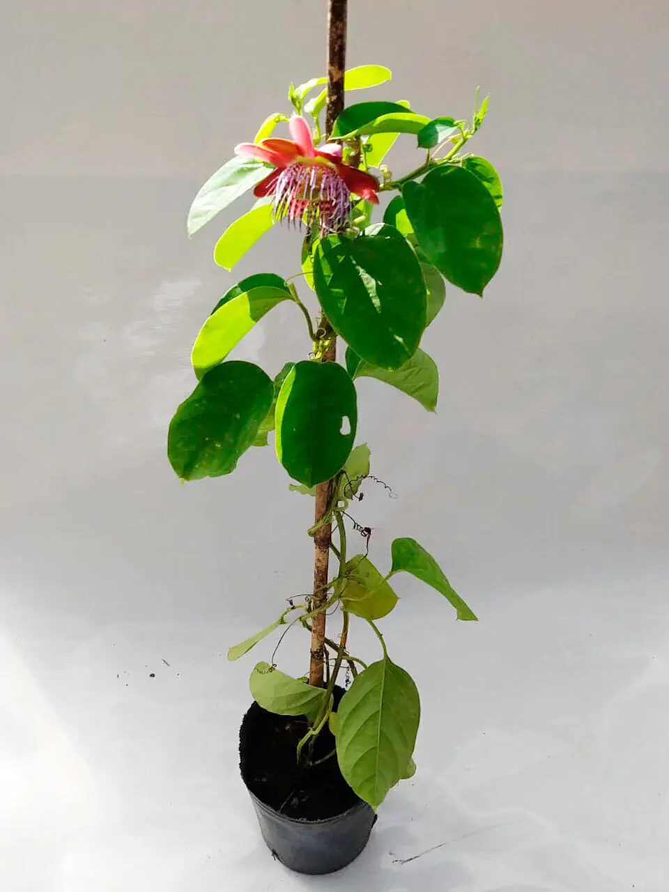 Plantas RV - Passiflora Alata  1
