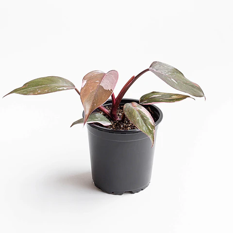 Plantas RV - Filodendro Pink Princess Tamaño M