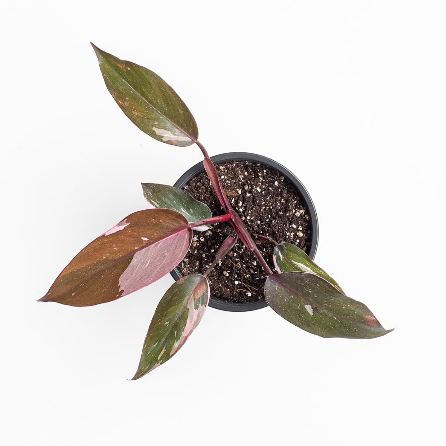 Plantas RV - Filodendro Pink Princess  2