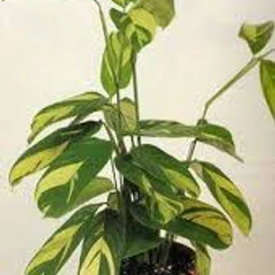 Plantas RV - Maranta Lubbersiana tamaño L 