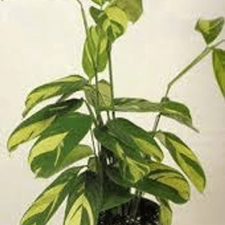 Plantas RV - Maranta Lubbersiana tamaño L  1