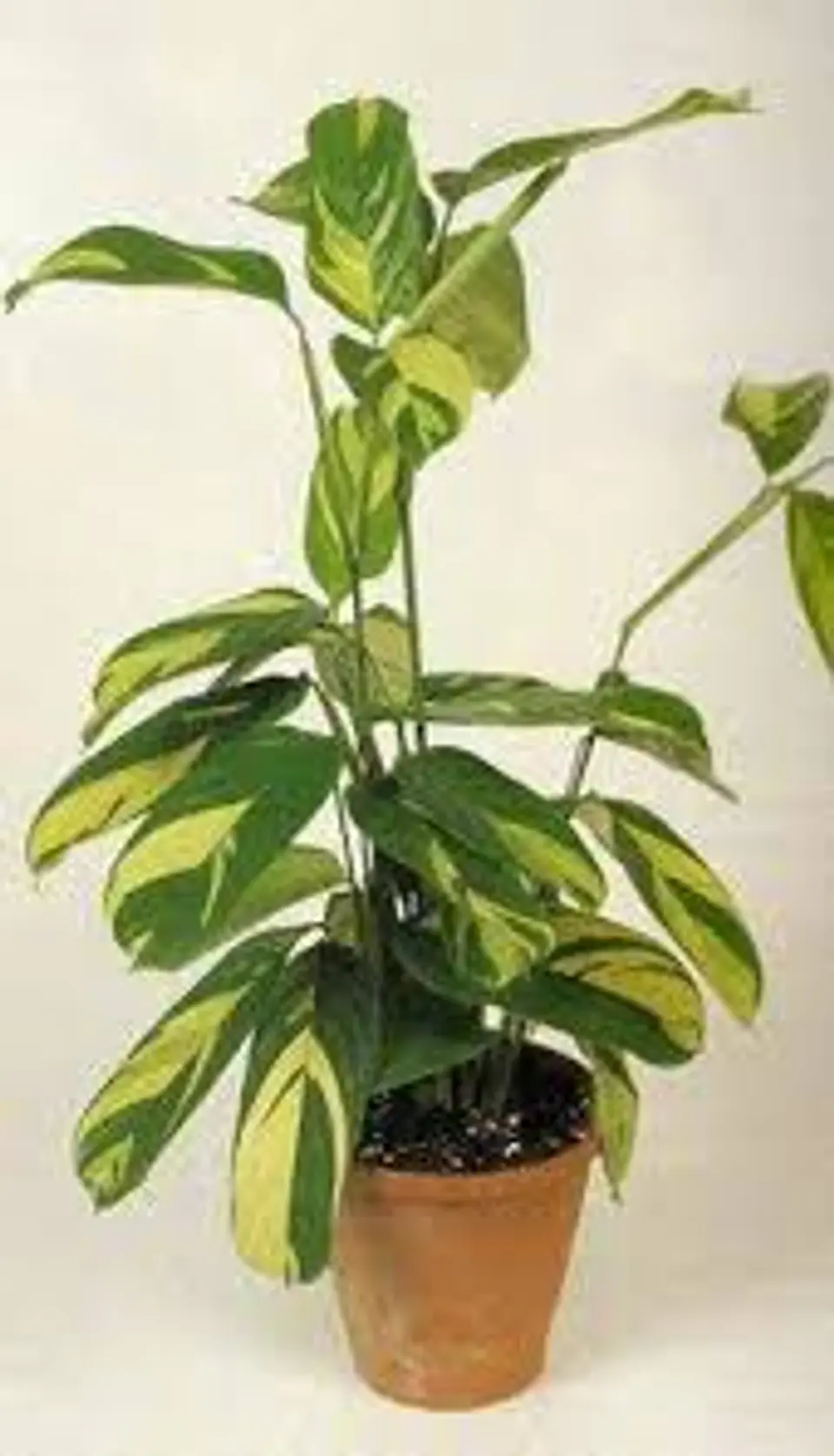 Plantas RV - Maranta Lubbersiana tamaño L  1