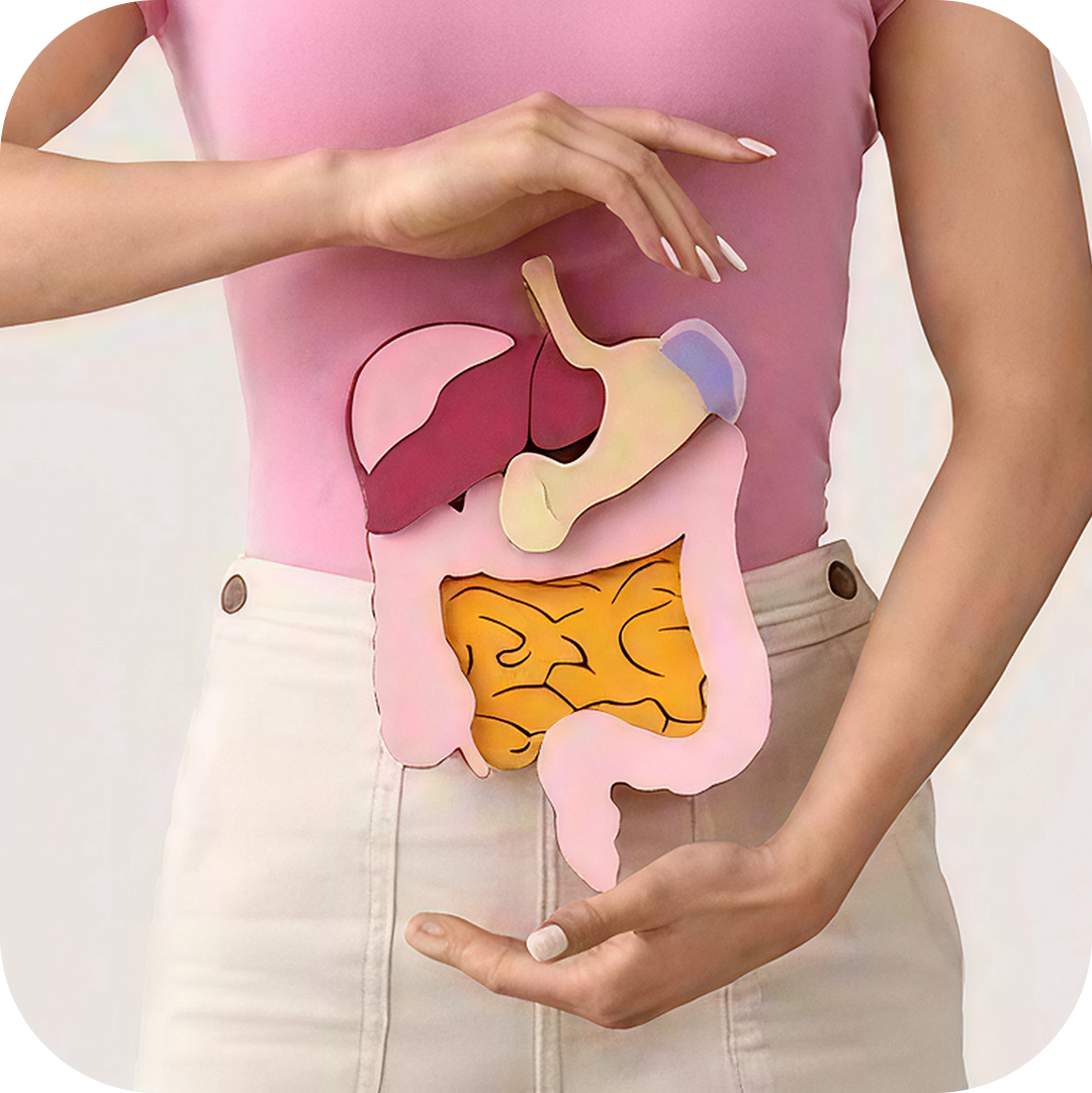 Probióticos y Digestión