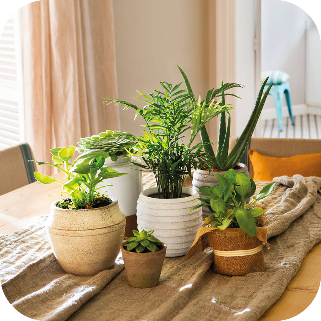 Plantas Medicinales