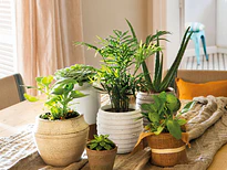 Plantas Medicinales